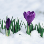 Snow Brings Spring Flowers...